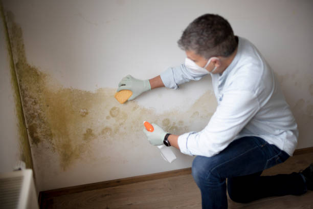 Mold Remediation for Rental Properties in Southwest Sandhill, TX